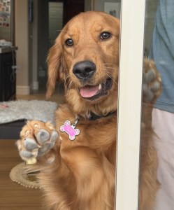Golden retriever holding pink flower in mouth, looking at camera