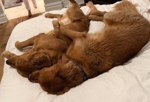 Two golden retrievers sleeping on white bed, one on side, one curled